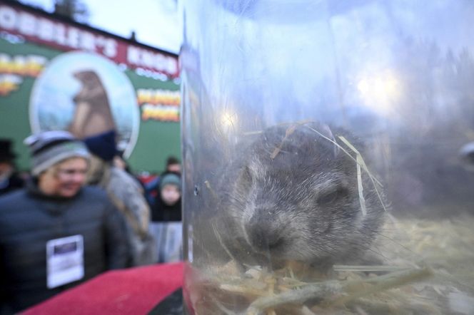 Świstak przepowiedział sześć tygodni zimy