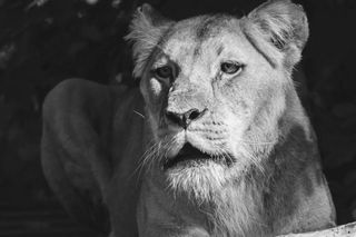 Nie żyje królowa ZOO Wrocław. „Będzie nam jej bardzo brakować”