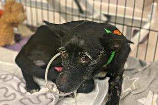 Wrocław. Wlał psu do pyska żrący środek. Pilnie szuka go policja