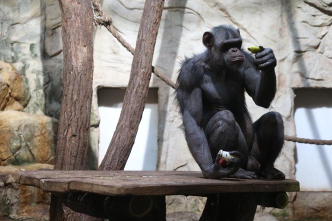 Czwarte urodziny szympansa Frodo