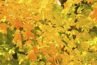 Kolorowe liscie w jesiennym ogrodzie