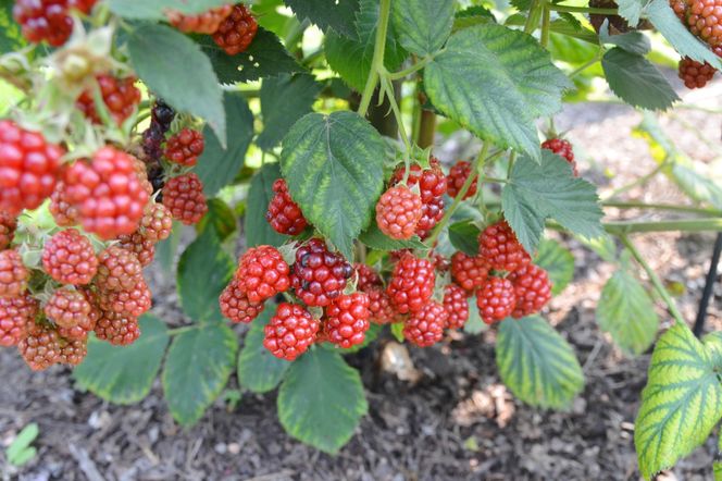 Zostaje po obiedzie, a na maliny działa jak aktywator obfitego owocowania. Podlewaj krzaczki co drugą niedzielę, a owoców będzie na potęgę. Naturalny nawóz do malin