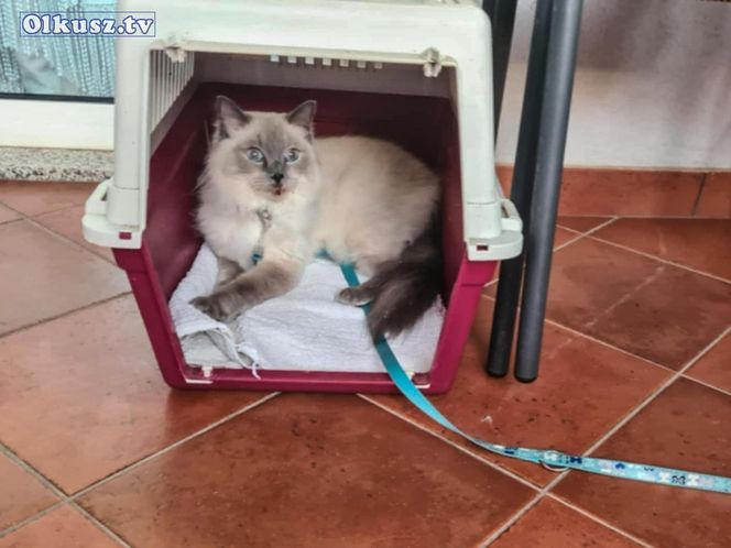  Olkusz. Zaginiona kotka Blue odnaleziona w Chorwacji. Przejechała w zderzaku ponad 1 000 kilometrów 