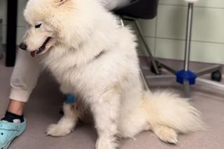 Diva walczy żeby nie umrzeć z głodu