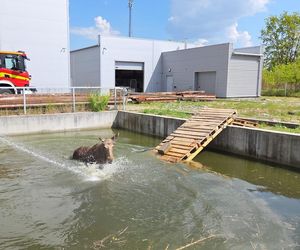 Biedne zwierzę zostało uwięzione w wodzie po kolana