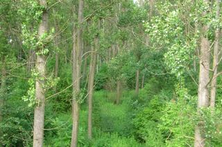 Z Bydgoszczy prosto do dzikiej puszczy w 10 minut!  Jak dotrzeć do Wielkiej Kępy i co tam zobaczyć?