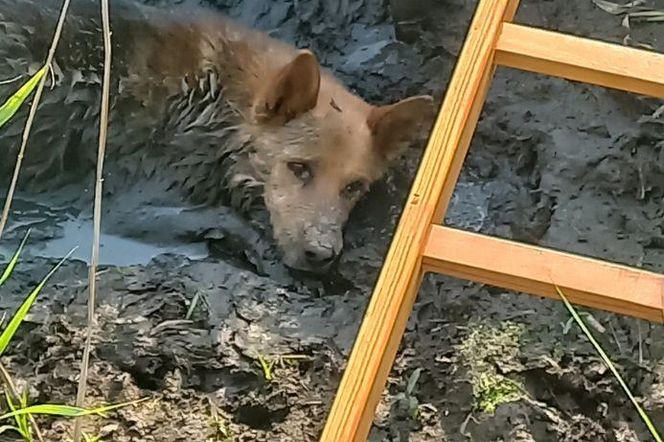 Uratowany z błota i samotności. Strażacy z Dłutowa pokazali wielkie serca