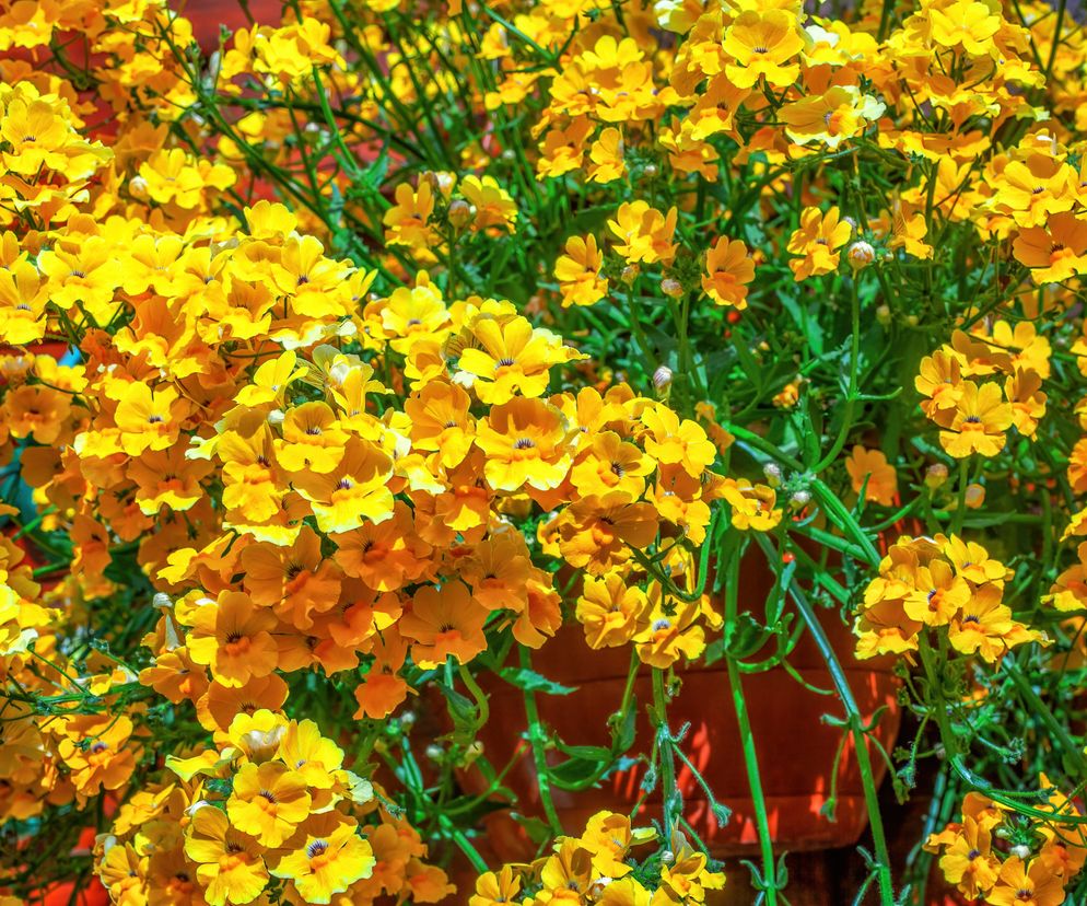 Nemezja: łatwa w uprawie roślina, która kwitnie przez całe lato