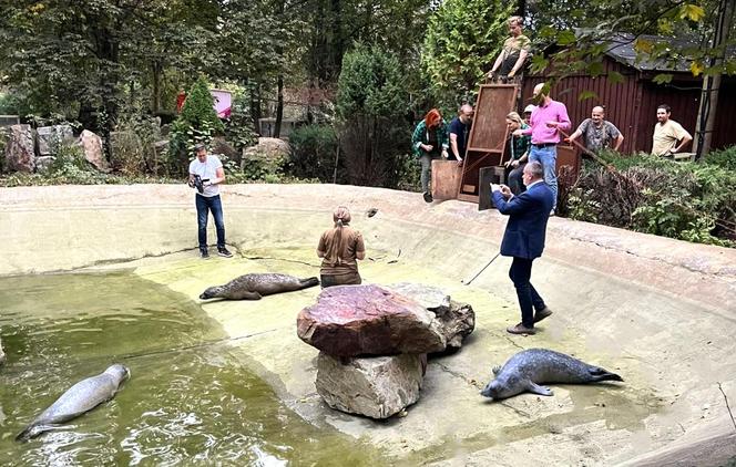 Foki pospolite w płockim zoo