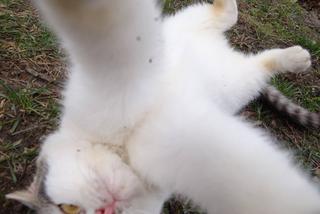 Dzisiaj w roli głównej - kot! [ZDJĘCIE DNIA]