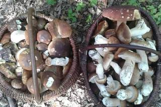 Są już grzyby w woj. lubelskim! Mieszkańcy chwalą się zbiorami