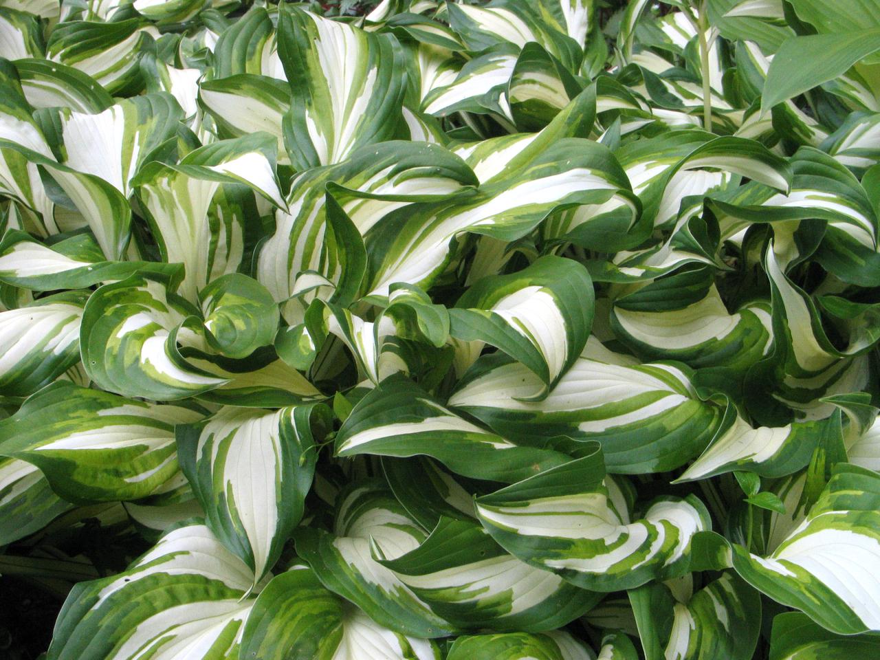 Funkia falista 'Mediovariegata' - Hosta undulata 'Mediovariegata'