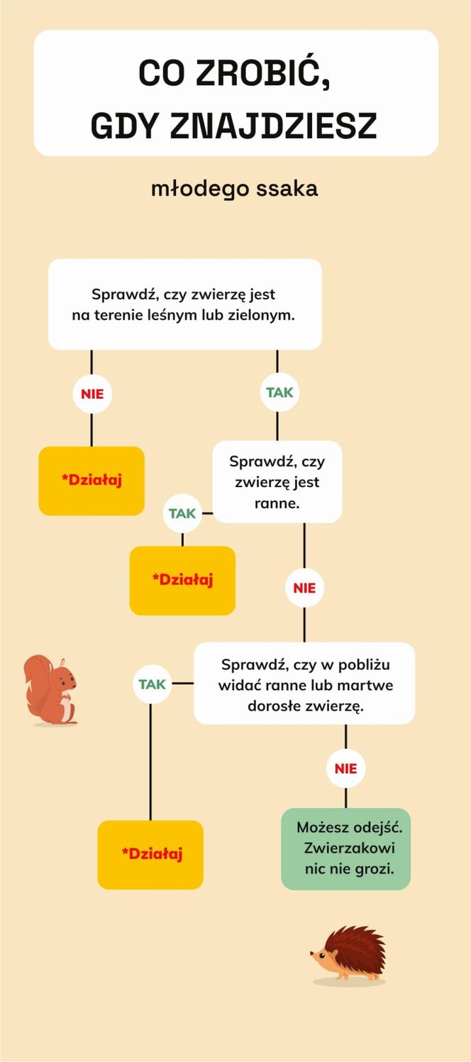 Co zrobić, gdy znajdziesz młodego ssaka?