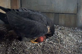 Wrotka zniosła kolejne jajko. W gnieździe jest ich już pięć