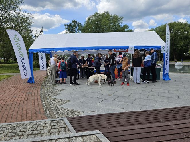 Festiwal Przyjaciół Zwierząt w Olsztynie. Park Centralny opanowały radosne pieski