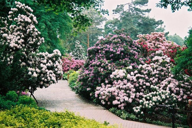 To raj dla miłośników przyrody! Kiedy otwarcie Arboretum pod Wrocławiem?