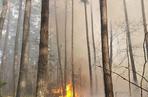 Płonął las w powiecie radomszczańskim. Ogień strawił 10 hektarów poszycia!