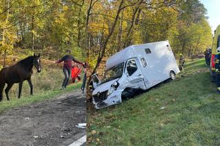 Wypadek na DK 10 w Cierpicach! Zderzenie osobówki z autem przewożącym konia