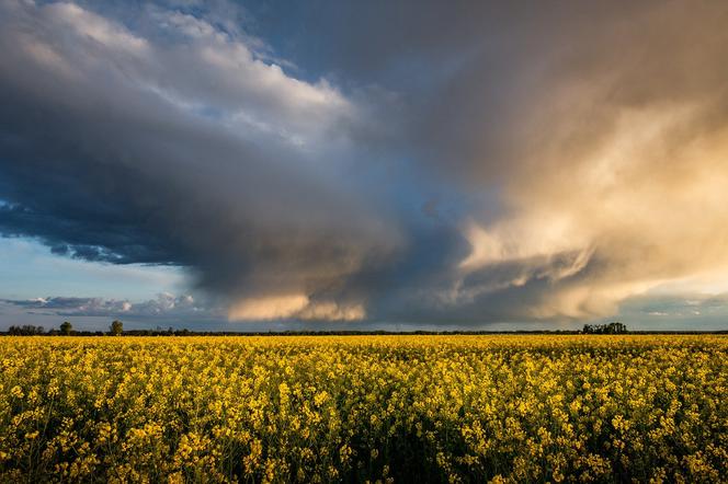 Jak przewidzieć burzę? Klimatolog wyjaśnia, jakie są oznaki nadciągającej nawałnicy [AUDIO]