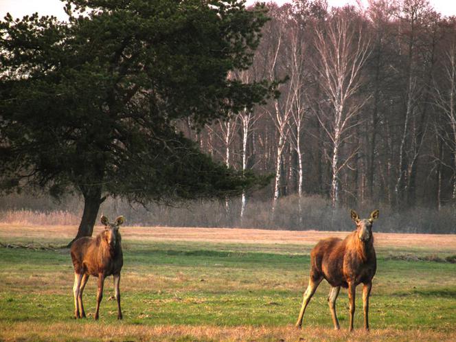 Podlaska fauna