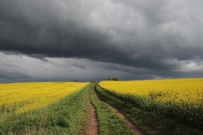 Ponad milion złotych trafi do powiatów kaliskiego i ostrowskiego na przebudowy dróg do pól