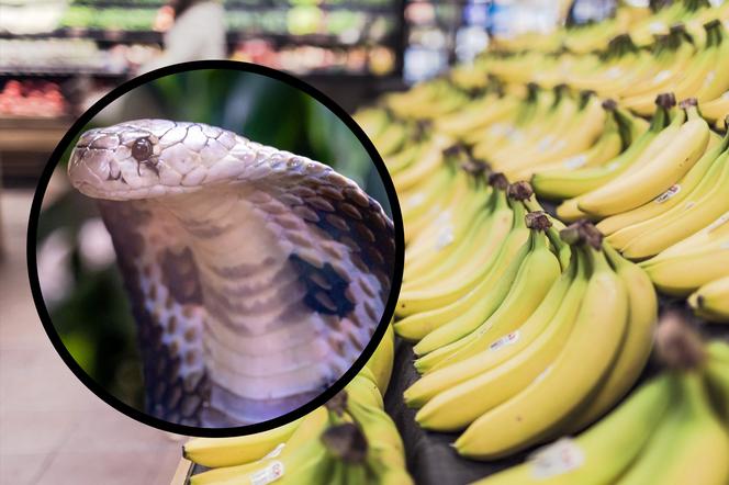 Bydgoszcz: Jadowity wąż w skrzynce z bananami? Szokująca prawda
