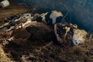 Zagłodził stado krów, a także kury