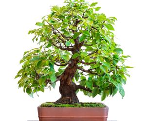 Drzewko bonsai