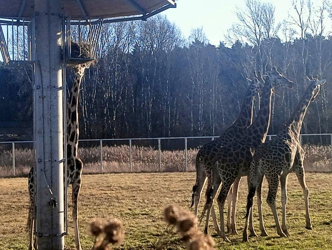 Żyrafy z poznańskiego zoo poczuły wiosnę