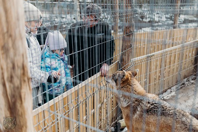 Leśne Pogotowie spełniło marzenie pacjentki hospicjum w Katowicach. Dziewczynka mogła zobaczyć i dotknąć wilka