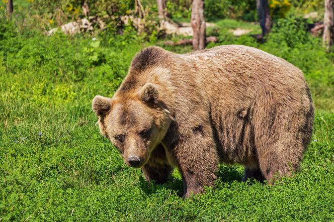 Tatry: schwytano i uśpiono grasującą tam niedźwiedzicę. Jej młode mają trafić do ogrodu zoologicznego
