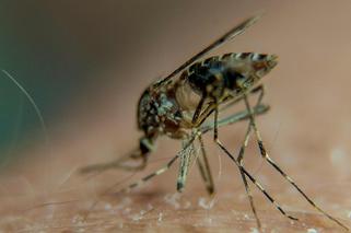 Super-malaria: kraje turystyczne, w których panuje choroba