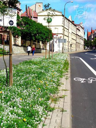 Kwietna łąka w centrum Lublina