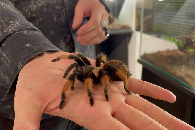 Wystawa pająków i skorpionów w Nowym Sączu