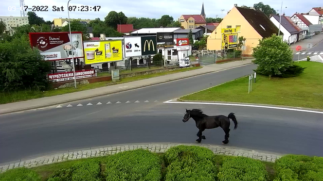 Konik na gigancie. Niecodzienna akcja w centrum Szczecinka