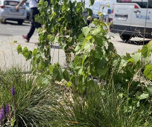 Zazieleniony teren parkingu i pasażu przed terminalami Katowice Airport