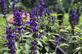 Spacer przez muzyczne serce Bydgoszczy. Park Kochanowskiego zachwyca historią i klimatem