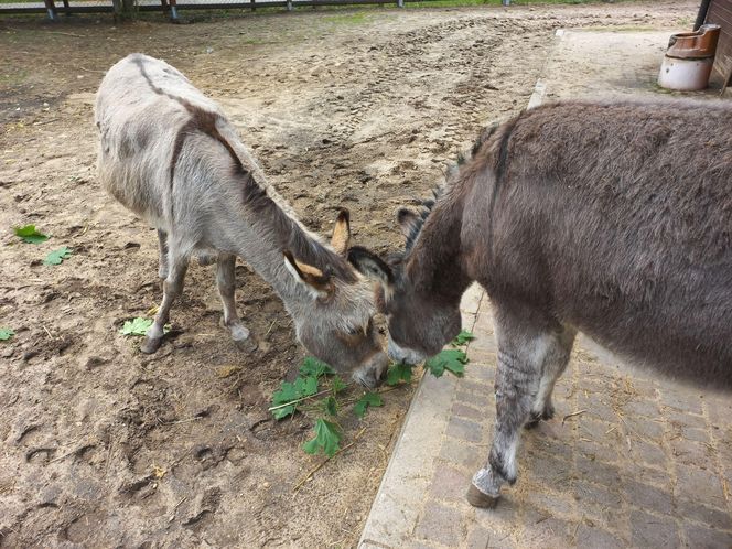 Mini ZOO w Lesznie ma nowych mieszkańców. To owce, konie i osioł