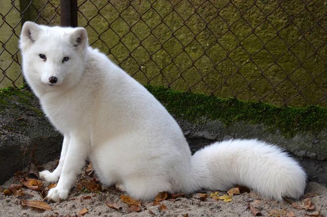 W poznańskim zoo powstanie domek dla lisów uratowanych z ferm, gdzie trzymano je dla futer