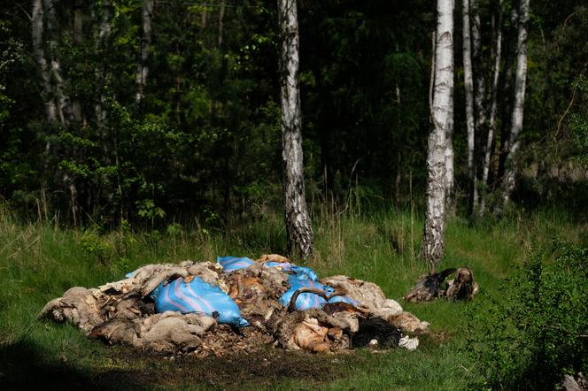 SZOK! Czaszki, ogony, kopyta. Cmentarzysko ze ZWŁOKAMI ZWIERZĄT w Śląskiem