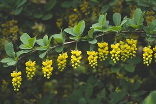 Najszybciej rosnące rośliny do ogrod