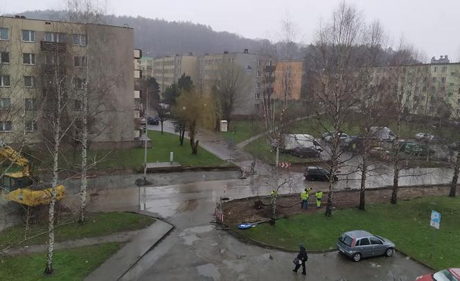 wycinka drzew