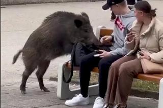 Dzik z Gdyni merda ogonkiem jak piesek. Nagranie z TikToka hitem internetu [ZDJĘCIA]