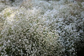 Gipsówka wiechowata - florystyczny hit! Jak uprawiać gipsówkę wiechowatą w ogrodzie? Praktyczne wskazówki