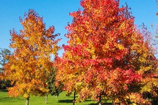 Te drzewa, krzewy i pnącza zachwycają kolorami liści w jesiennym ogrodzie!