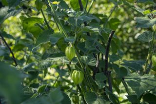 Miechunka peruwiańska