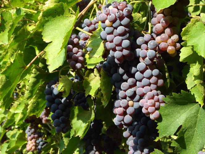 Winogrona w ogrodzie: pielegnacja winorosli