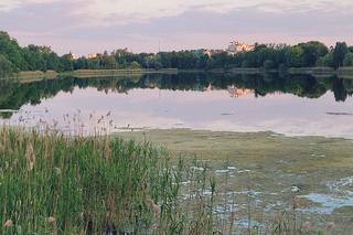 Jezioro Długie zarasta inwazyjna roślina. Radny interweniuje [ZDJĘCIA]