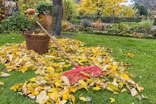 Jesienna pielęgnacja trawnika. Jakie prace należy wykonać na trawniku jesienią?