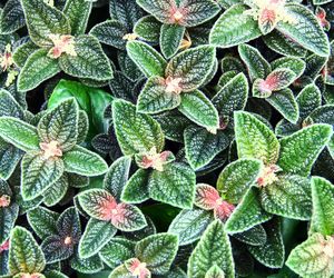 Pilea involucrata. Kwiat przyjaźni, który pięknie wygląda w każdym wnętrzu